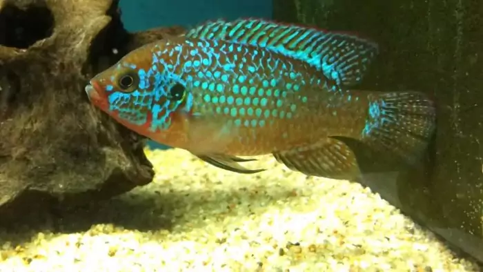Требования к аквариуму хромиса красавца Требования к аквариуму хромиса красавца фото