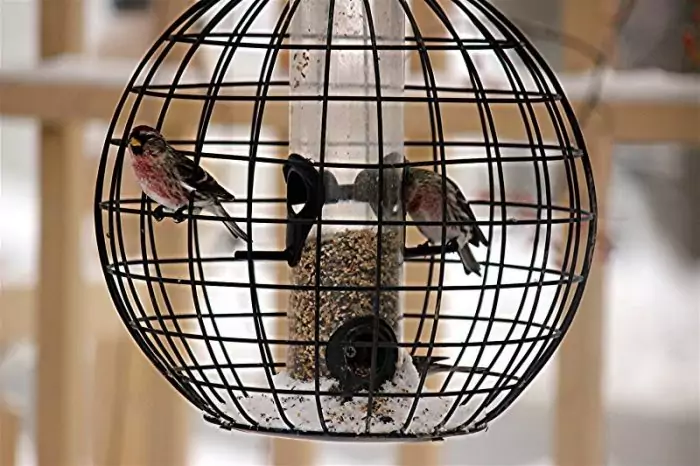 Требования к клетке чечетки Требования к клетке чечетки фото