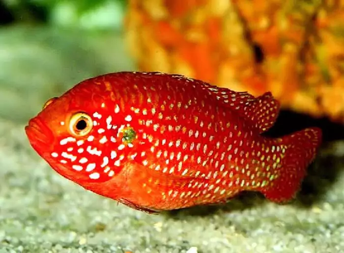 Требования к воде хромиса красавца Требования к воде хромиса красавца фото