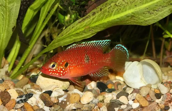 Требования к грунту и водорослям хромиса красавца Требования к грунту и водорослям хромиса красавца фото