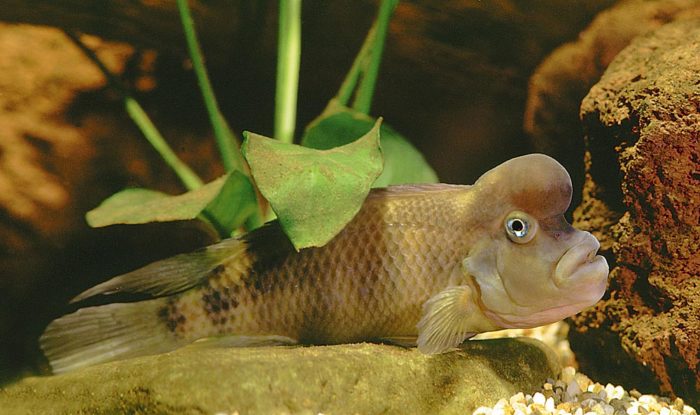 Требования львиноголовой цихлиды к аквариуму фото Требования львиноголовой цихлиды к аквариуму