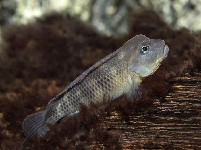 Требования львиноголовой цихлиды к воде фото Требования львиноголовой цихлиды к воде