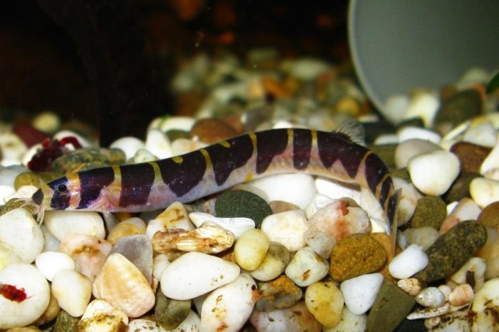 Требования к грунту и освещению акантофтальмуса Требования к грунту и освещению акантофтальмуса фото