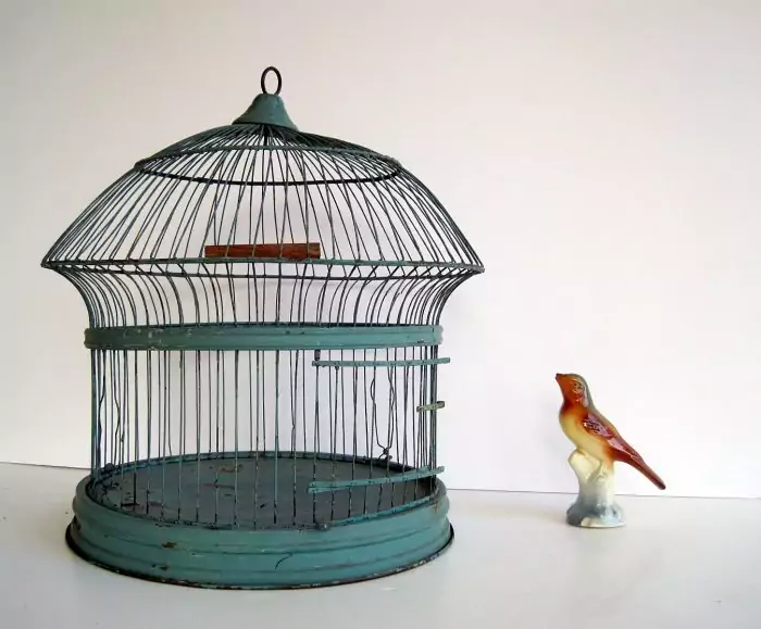 Требования к клетке соловья Требования к клетке соловья фото