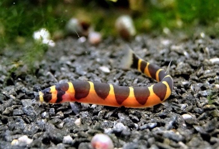 Требования к воде акантофтальмуса Требования к воде акантофтальмуса фото