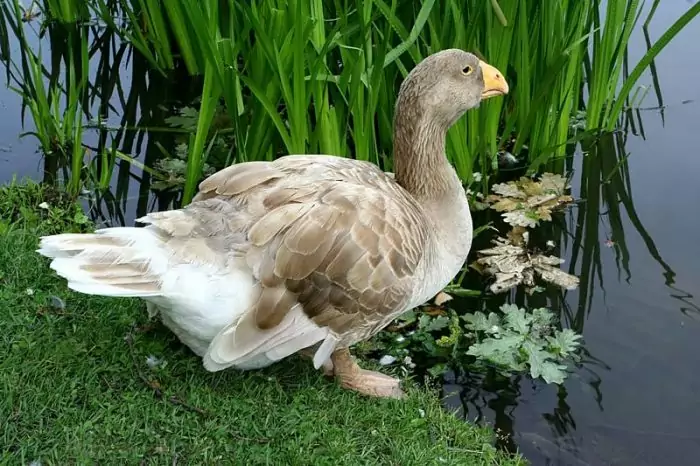 Тульский бойцовый гусь Тульский бойцовый гусь фото