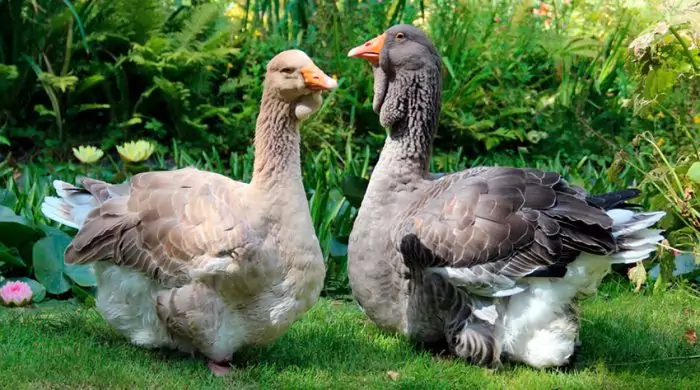 Тулузский гусь Тулузский гусь фото