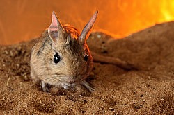 Тушканчик Житкова (Pygeretmus zhitkovi/shitkovi) Тушканчик Житкова (Pygeretmus zhitkovi/shitkovi) фото