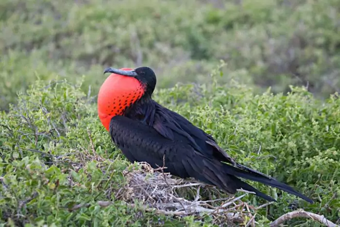 Великолепный фрегат (Fregata magnificens) Великолепный фрегат (Fregata magnificens) фото