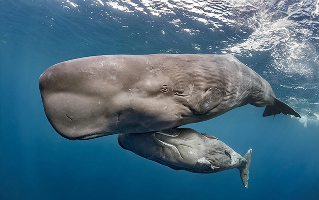 Распространенные виды кашалота фото Распространенные виды кашалота