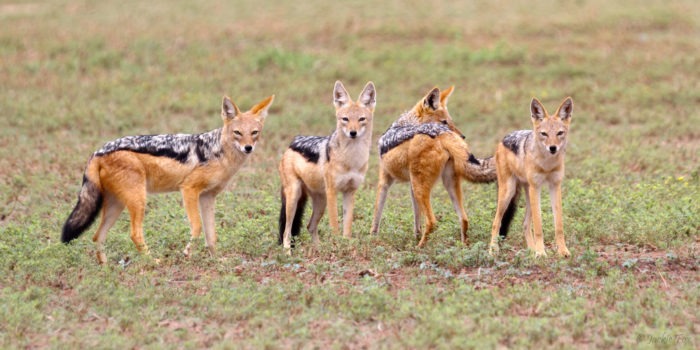 Распространенные подвиды шакала фото Распространенные подвиды шакала