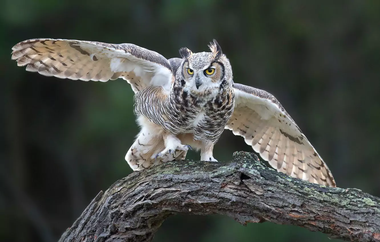 Враг грача враги грача