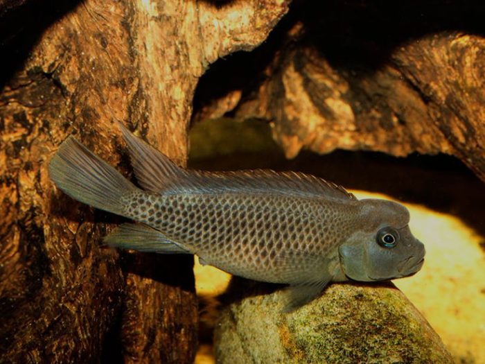 Львиноголовая цихлида фото Львиноголовая цихлида