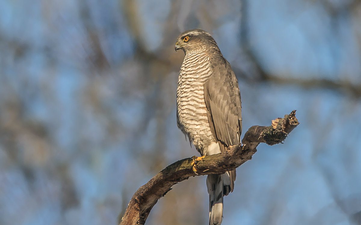 Схожесть кукушки птица похожая на кукушку