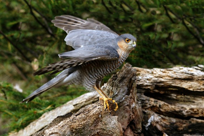Ястреб-перепелятник (Accipiter nisus) Ястреб-перепелятник (Accipiter nisus) фото