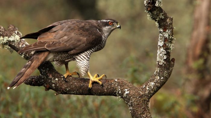 Ястреб-тетеревятник (Accipiter gentilis) Ястреб-тетеревятник (Accipiter gentilis) фото