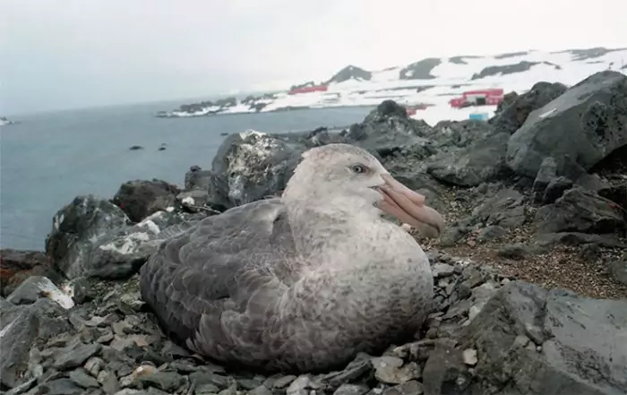 Южный гигантский буревестник Южный гигантский буревестник фото