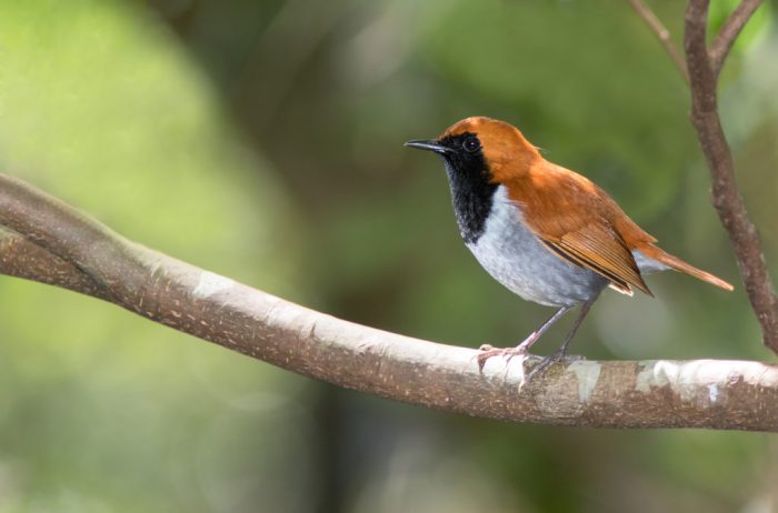 Черногорлая зарянка или рюкюйский соловей Черногорлая зарянка или рюкюйский соловей фото