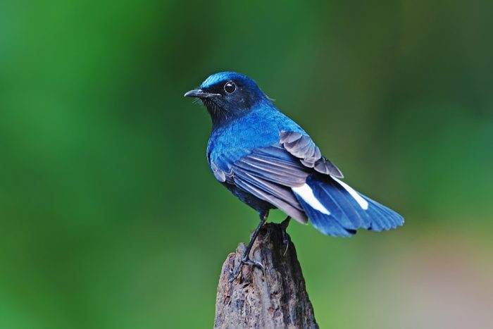 Белохвостая горная зарянка Белохвостая горная зарянка фото