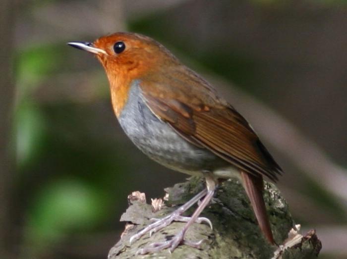 Японская зарянка Японская зарянка фото