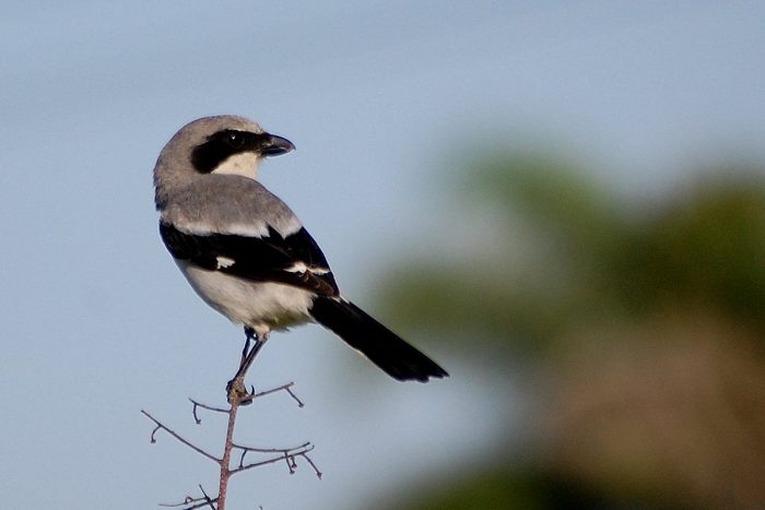 Американский жулан Американский жулан фото
