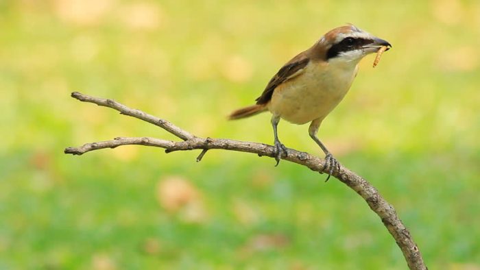 Бирманский жулан Бирманский жулан фото