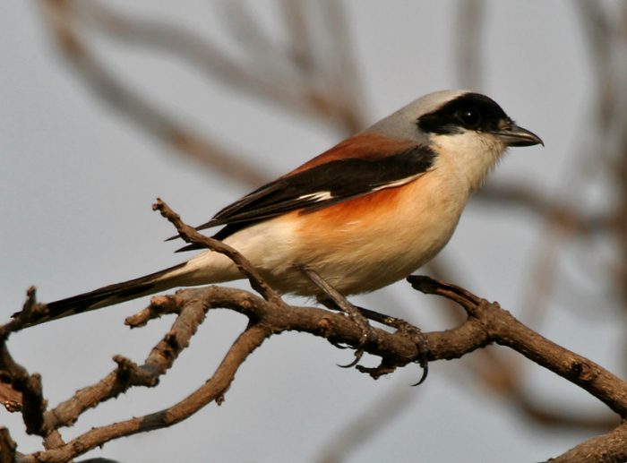 Индийский жулан Индийский жулан фото