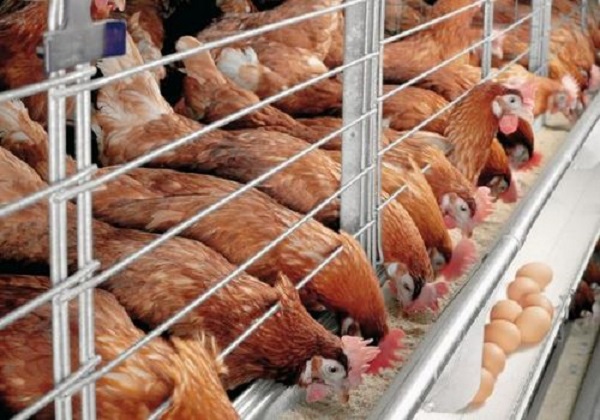 Клетки для кур несушек своими руками: все размеры и чертежи
