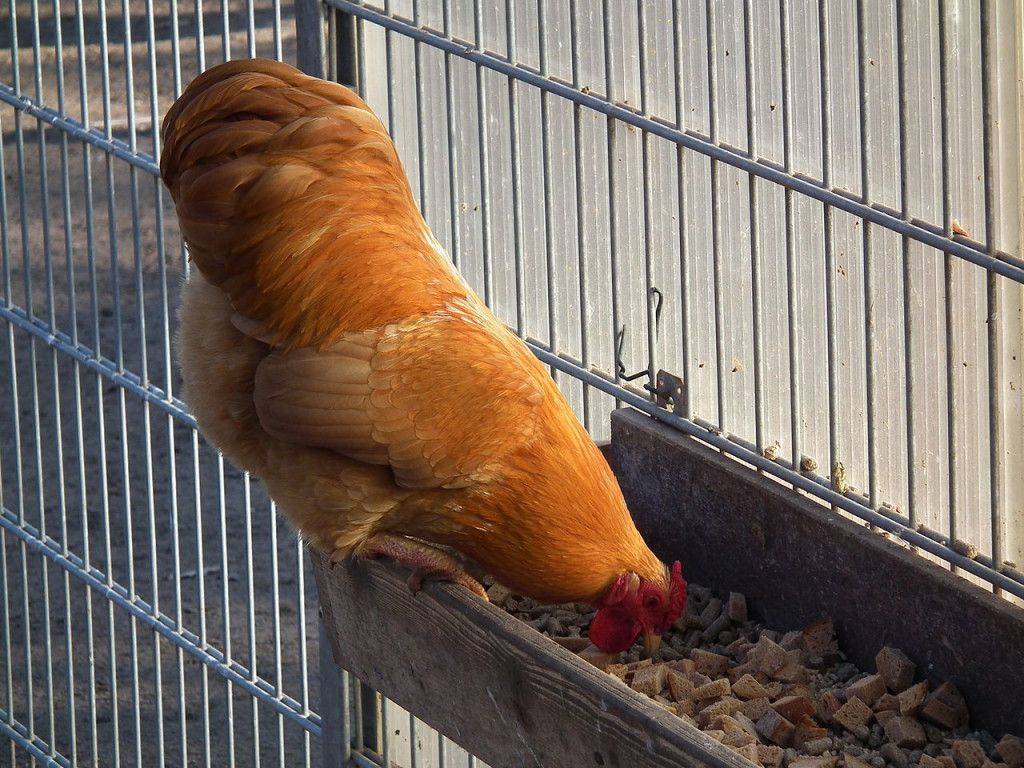 Чем кормить кур зимой, чтобы хорошо неслись