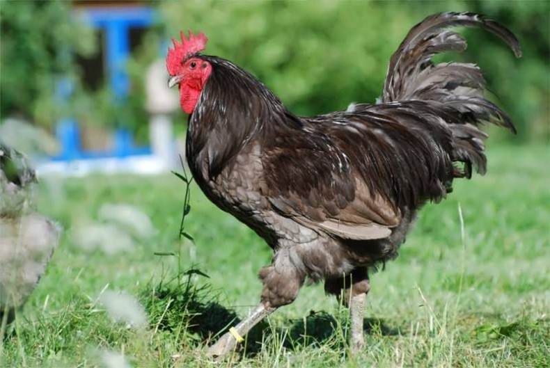 Куры Джерсийский Гигант — разведение и уход