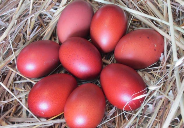 Голубые куриные яйца, а также зеленые: какие породы их несут