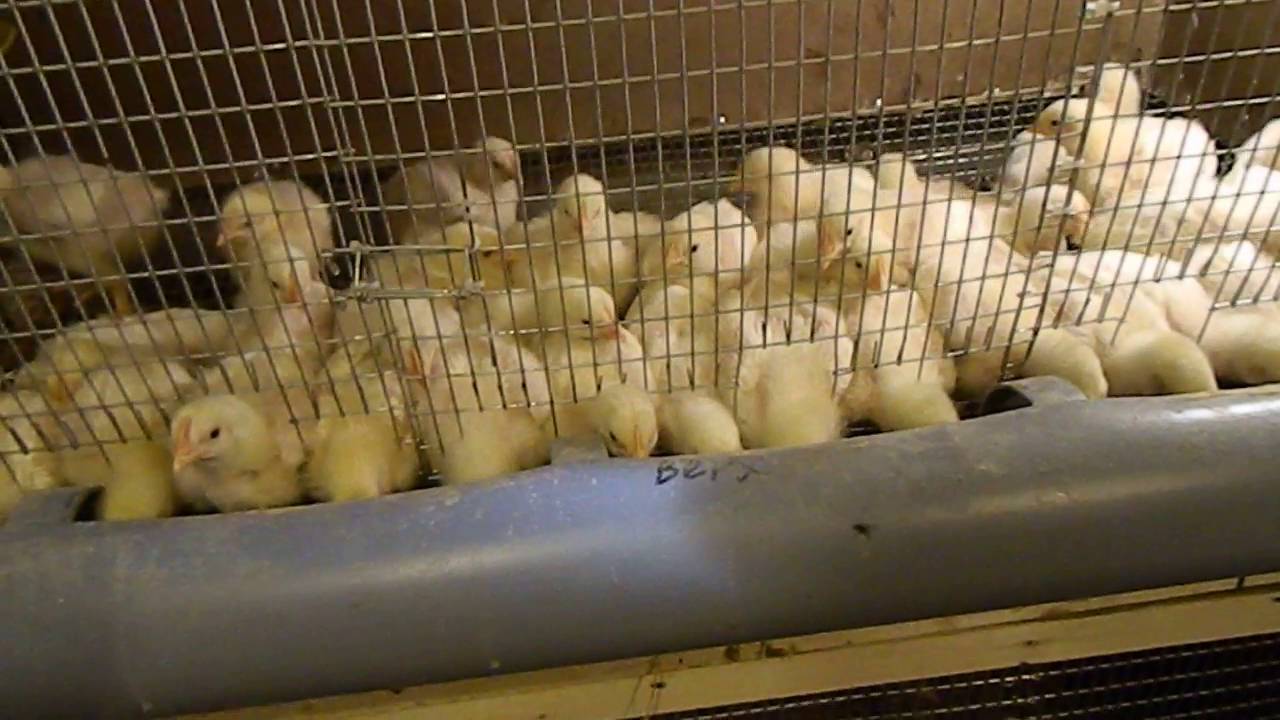 Кормушка для кур из канализационной трубы ПВХ своими руками
