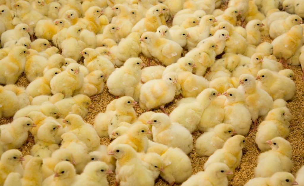 Как отличить петуха от курицы по внешним признакам