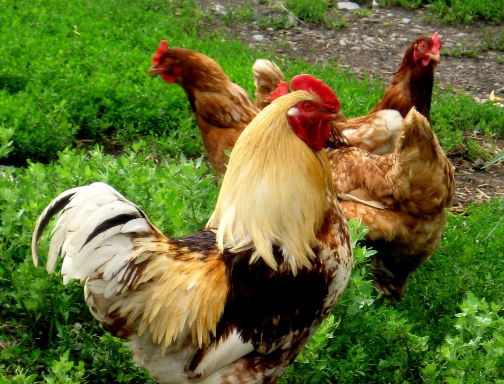 Может ли курица нести яйца без петуха, и откуда они берутся