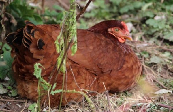 Глисты у кур: чем пропоить и какие симптомы возникают