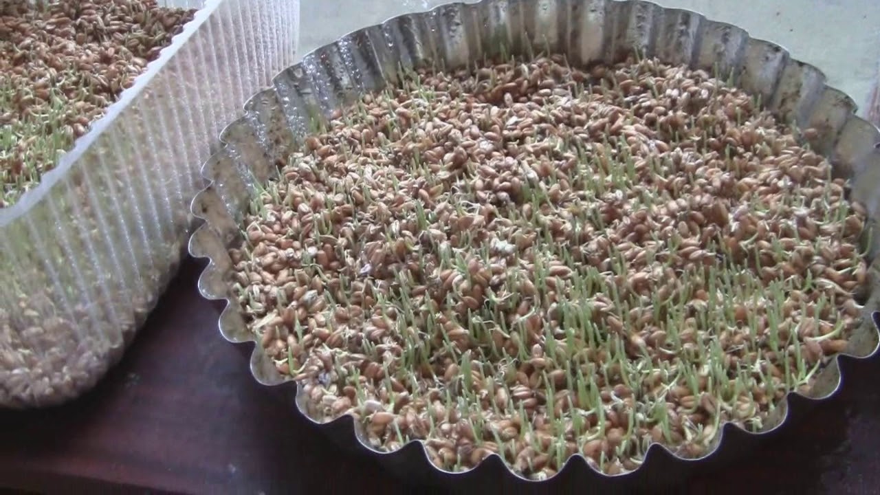 Как прорастить пшеницу для кур в домашних условиях