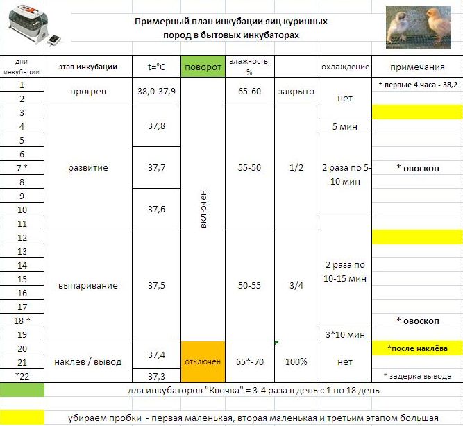 Инкубация куриных яиц в домашних условиях