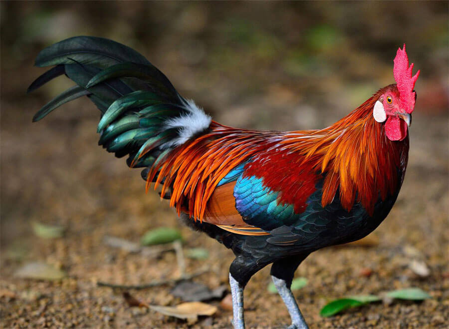 Какие куры какие яйца несут и у каких они самые вкусные