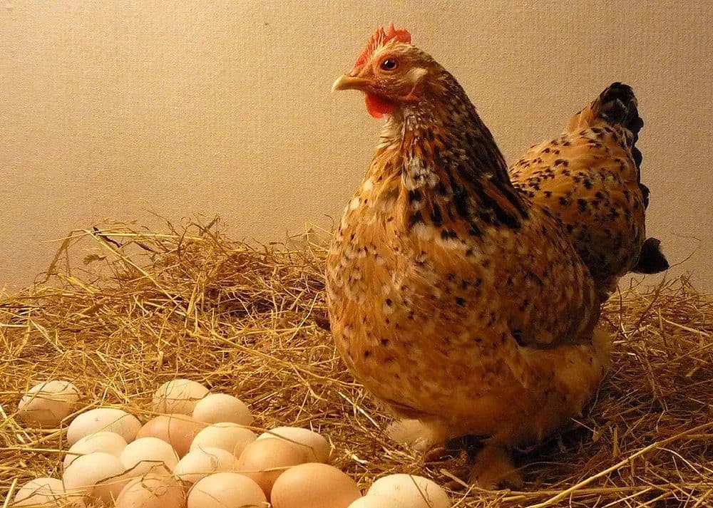 Йодинол для кур-несушек — инструкция по применению