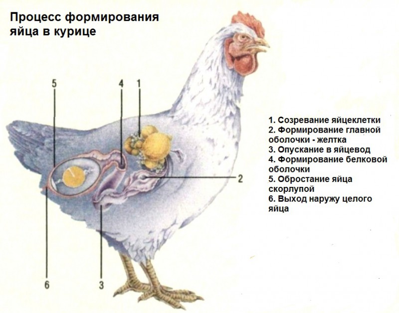 Может ли курица нести яйца без петуха, и откуда они берутся