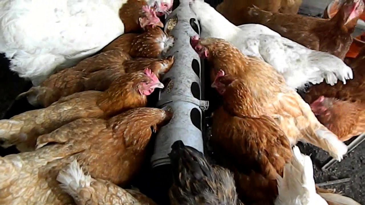Кормушка для кур из канализационной трубы ПВХ своими руками