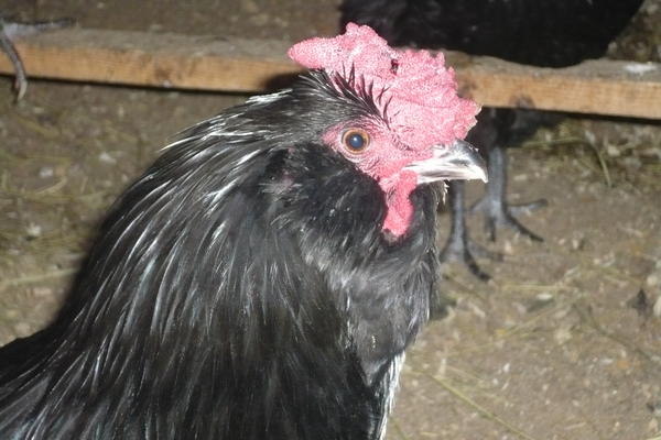 Петух кукарекает по утрам, а также ночью: как и почему