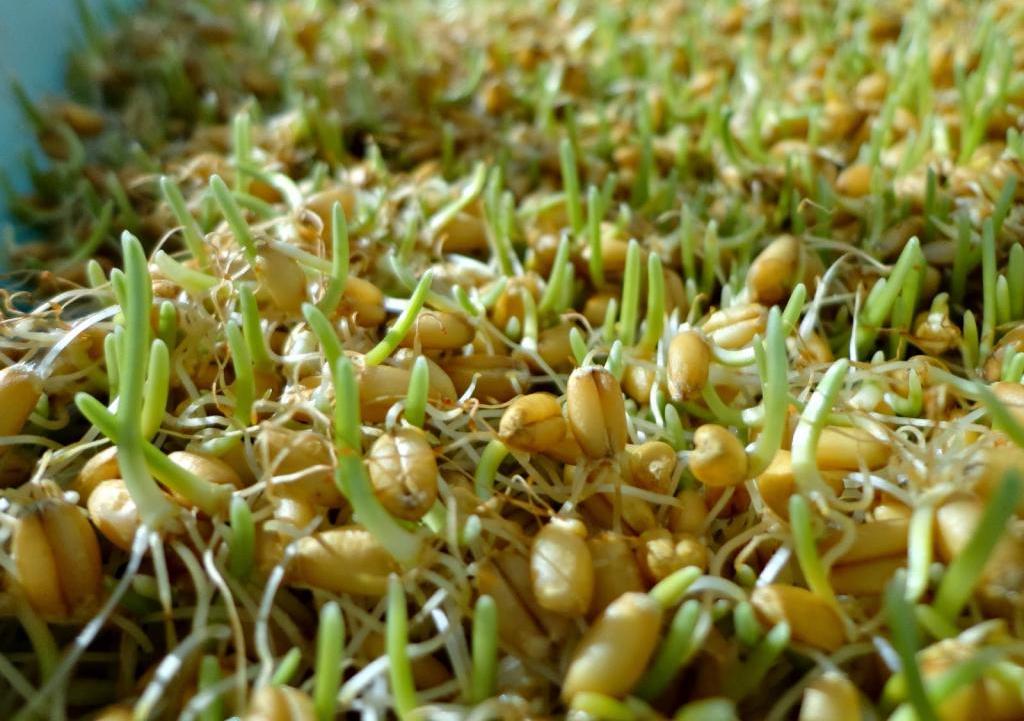 Как прорастить пшеницу для кур в домашних условиях