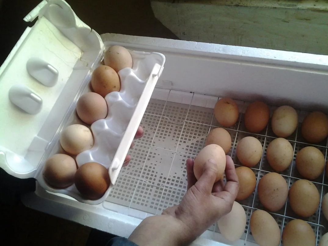 Инкубация куриных яиц в домашних условиях