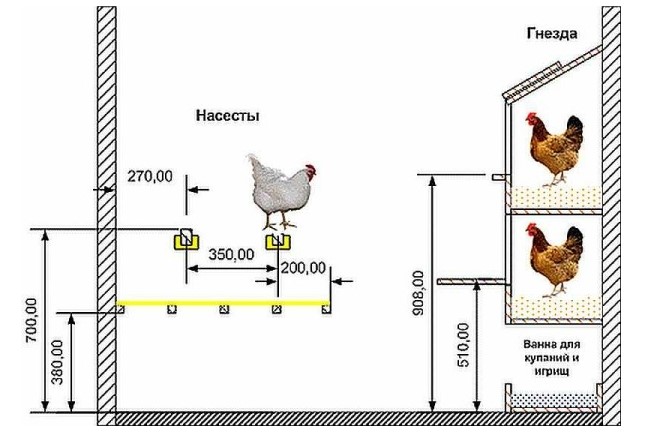 Разведение кур в домашних условиях для начинающих