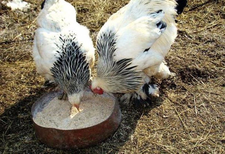 Витамины для кур повышающие яйценоскость