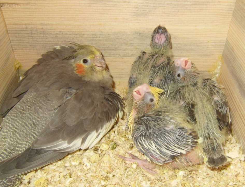 разведение корелл попугаев в домашних условиях как спариваются кореллы
