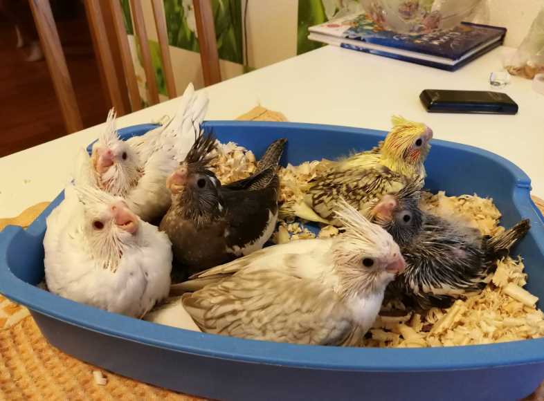 размножение корелл в домашних условиях разведение корелл в домашних условиях