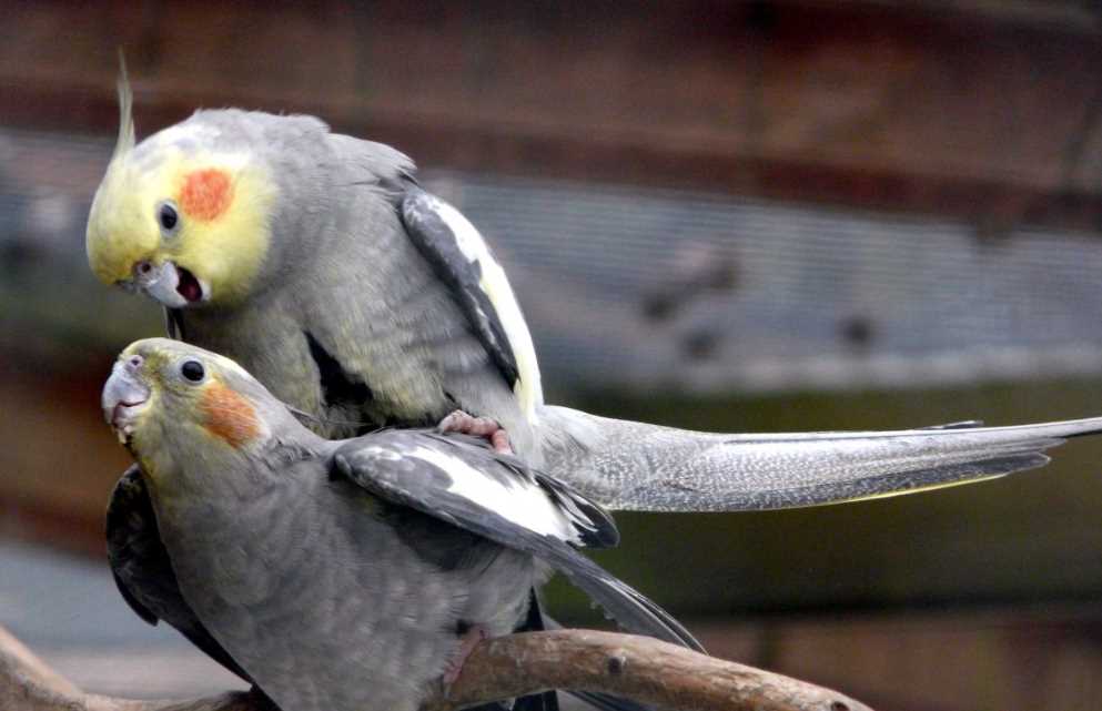 попугай корелла разведение в домашних условиях разведение попугай корелла