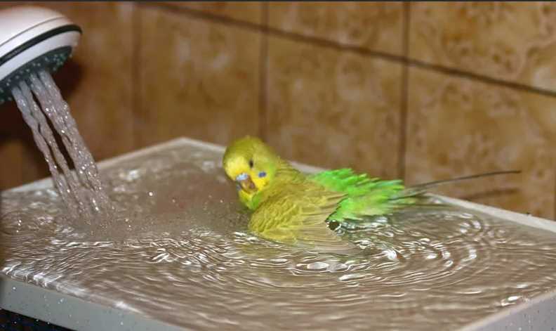 какой водой поить попугая попугай не пьет воду из поилки